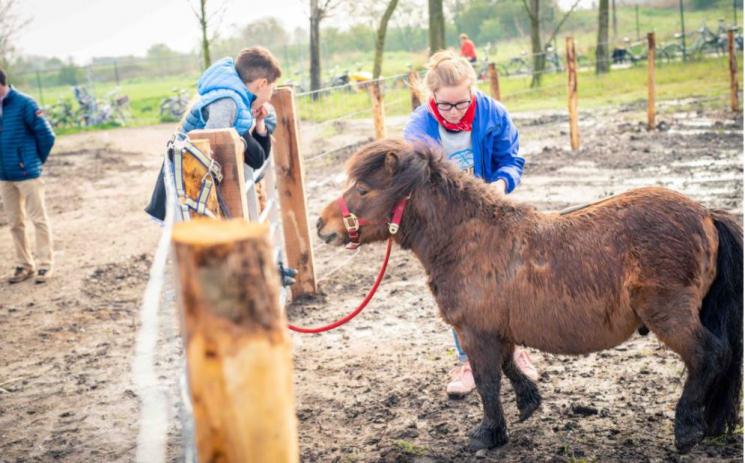 De pony’s moeten even terug op stal